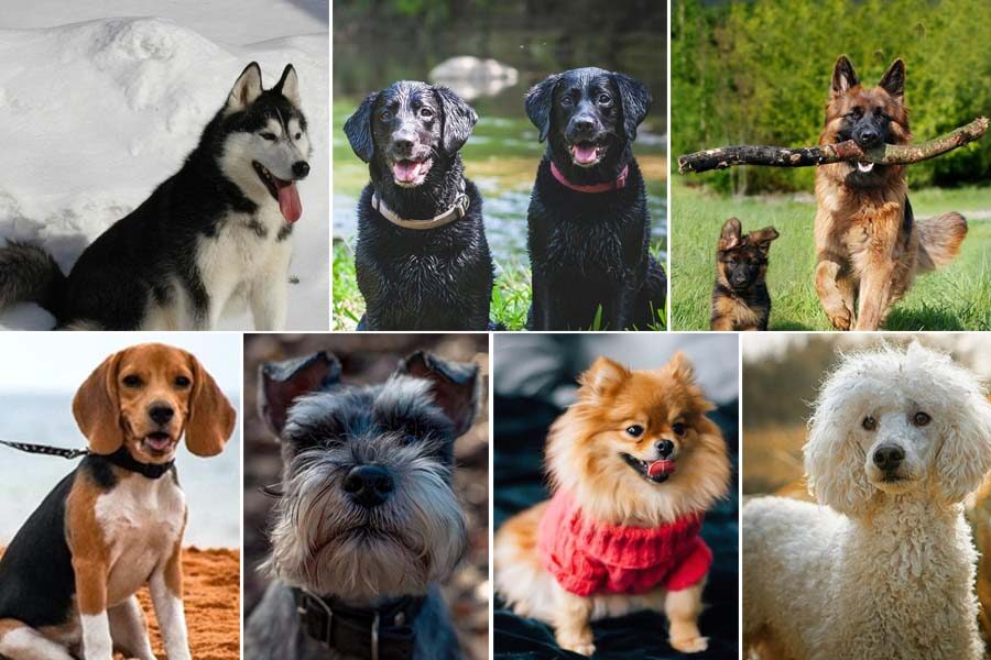 Understanding types of dogs to get the best fit for your family