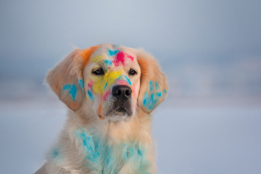 How to Celebrate Holi With Your Pup? | PawPurrfect