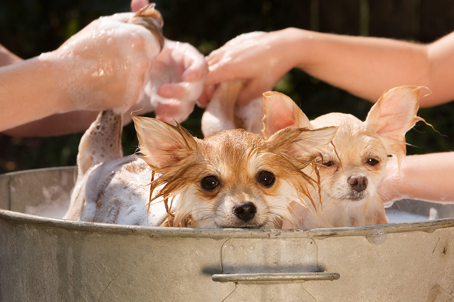 Ways to Make Your Dog Smell Better Pet Services at your doorstep