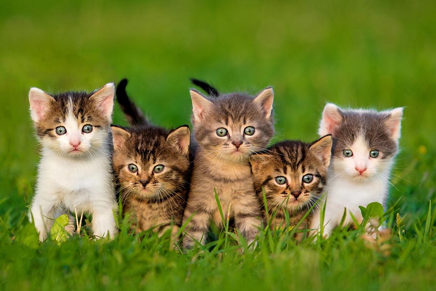 8 Most Prominent Cat Breeds In India Cat Grooming Services At Home