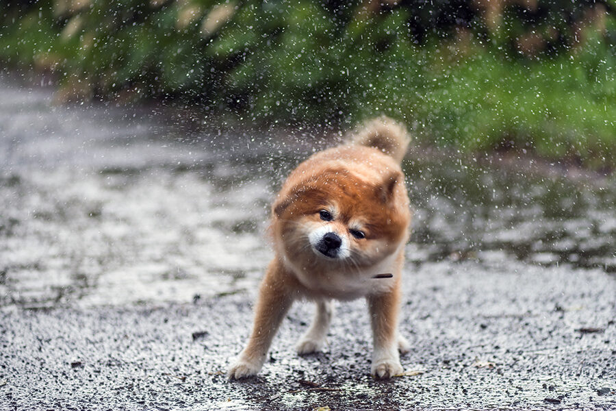 8 Monsoon Tips to care for your Pet Dog