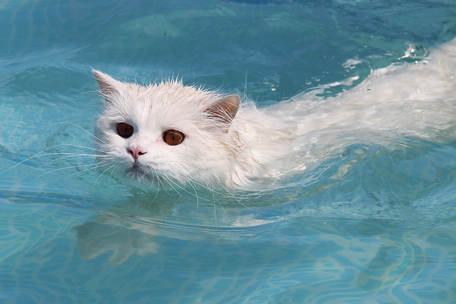 8 Cool Summer Treats for Your Cats - Pet Services at your doorstep