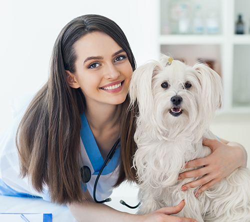 Dog Insurance | Dog Health Insurance in Mumbai | Pet Medical Insurance