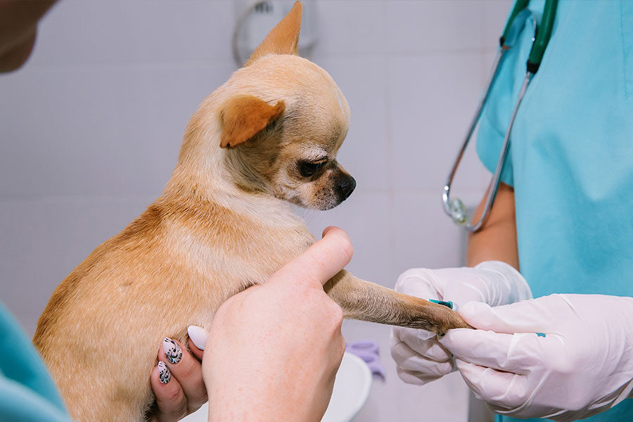 5 Reasons Why Pets Need Blood Tests