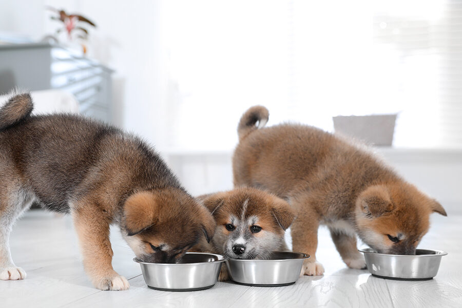 Reasons For Your Dog To Eat Fast And Tips For Slowing Them Down Pet 