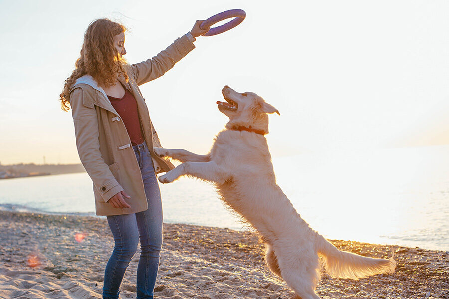5 Significant Ideas of Mind Exercises for Dogs