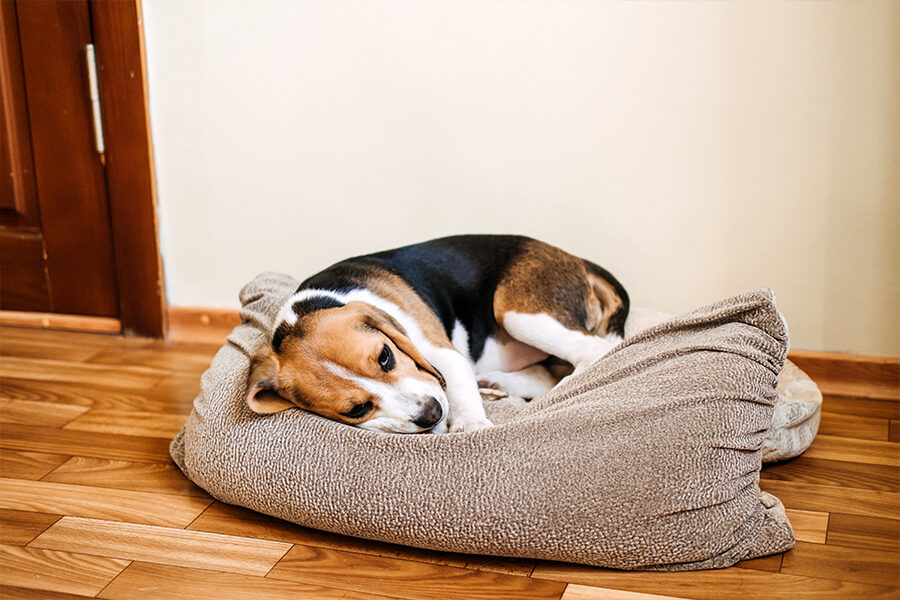 10 Signs When You Know You “Healthy” Dog Has Illness Symptoms