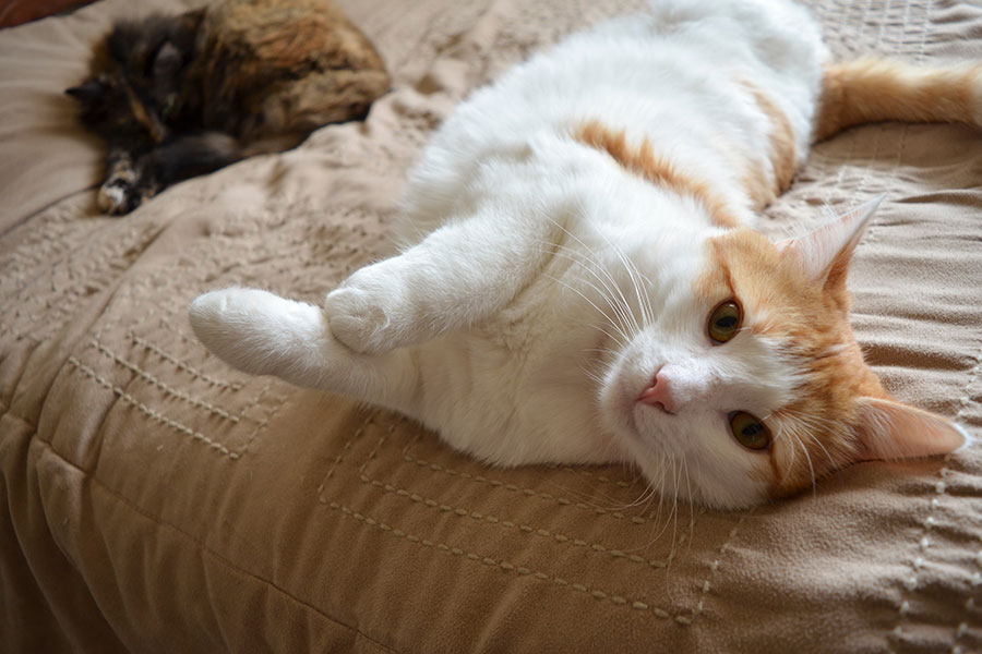 The curious character of cats – and whether they are really more aloof