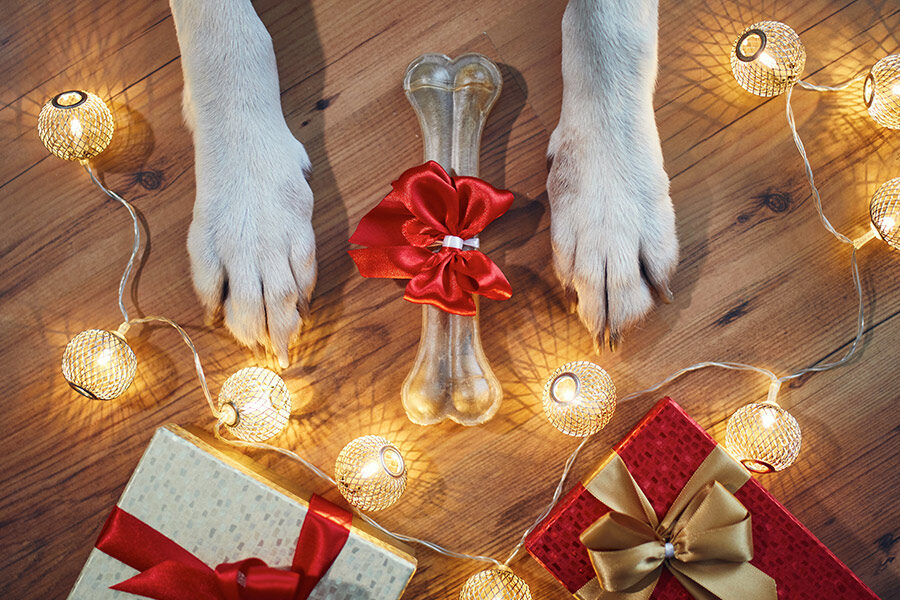 12 Ways To Celebrate Pet-Friendly Diwali