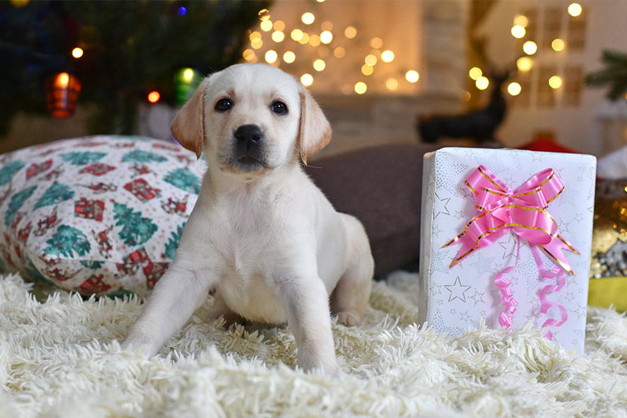 12 Ways To Celebrate Pet-friendly Diwali - Pet Services At Your Doorstep