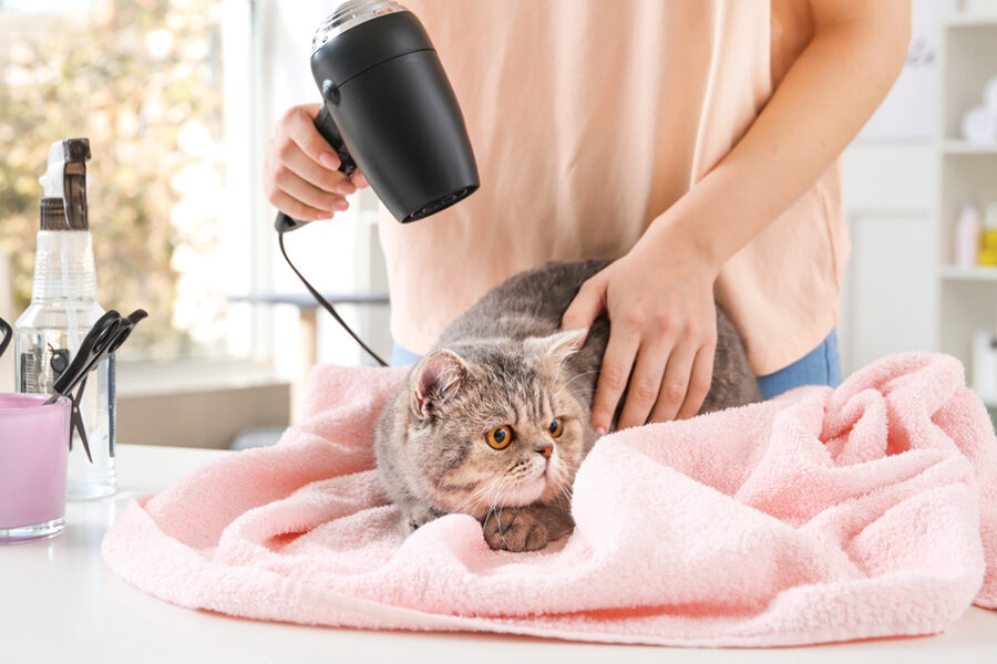 Professional Cat Grooming: Is It Worth It?