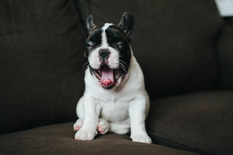 7 Tips to Help Your Dogs Coughing and Wheezing Pet Services at your