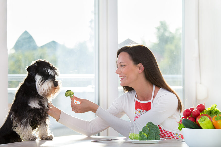 Healthy Foods to Ensure Your Dog Snacks It Right