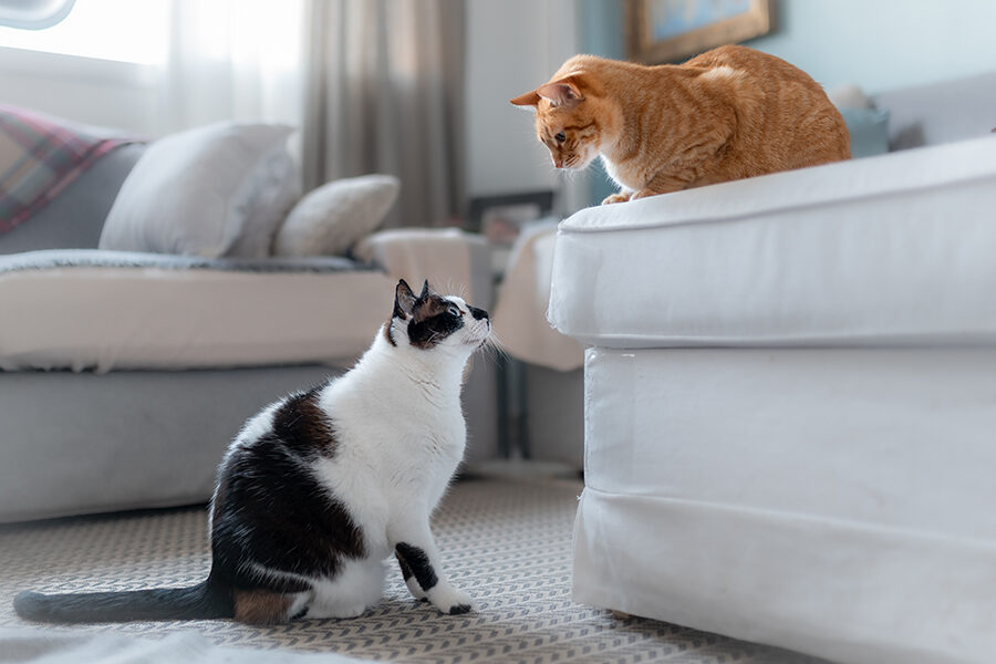 How To Ensure Your Cat Gets Along Well With Other Pets?