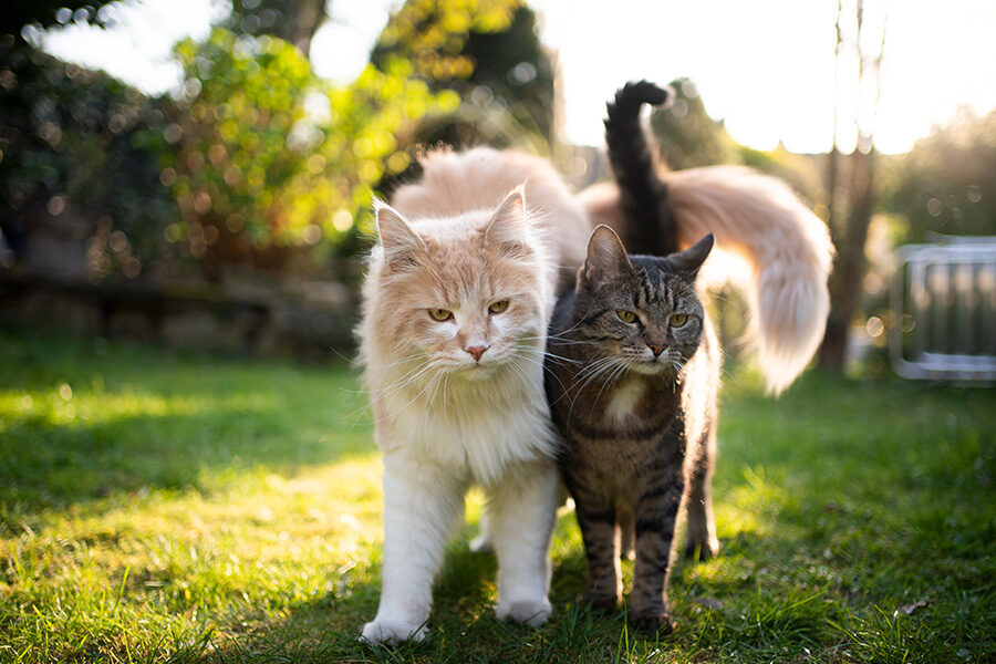 Choosing the Right Cat Breed for People with Hectic Lifestyles