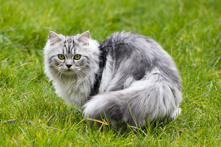 Is a Persian cat Right for You? Find Out Now