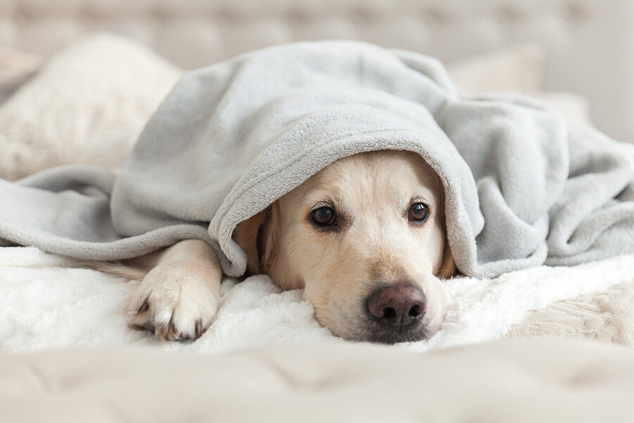 5 Common Winter Illnesses in Dogs & How to Avoid Them