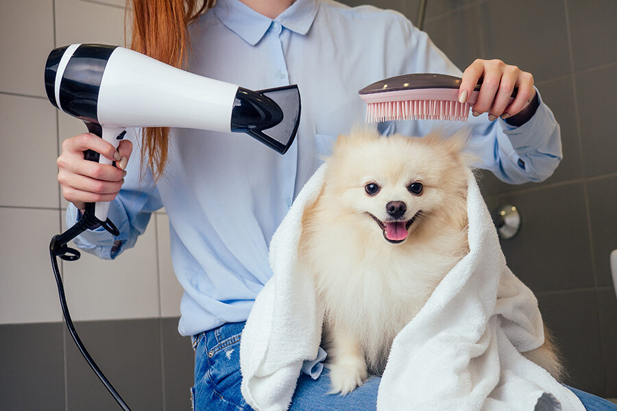 Dog grooming at store home near me