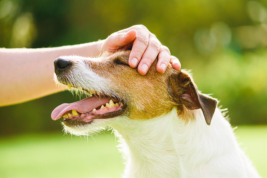 6 Signs Your Dog is Stressed & How to Relieve It