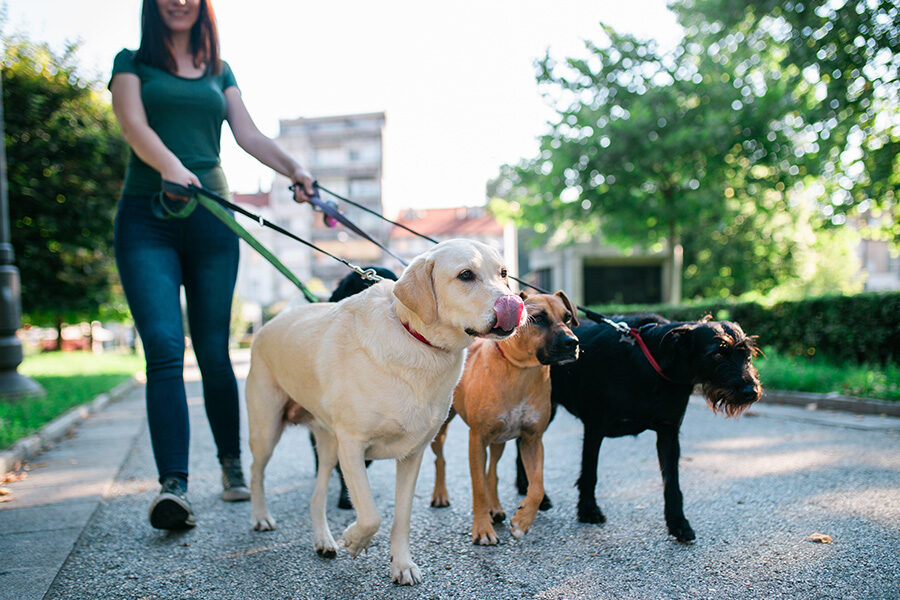 5 Benefits of Hiring Professional Dog Walking Services