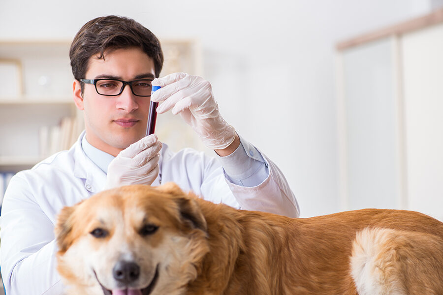 6 Common Pet Pathology Test & Their Importance