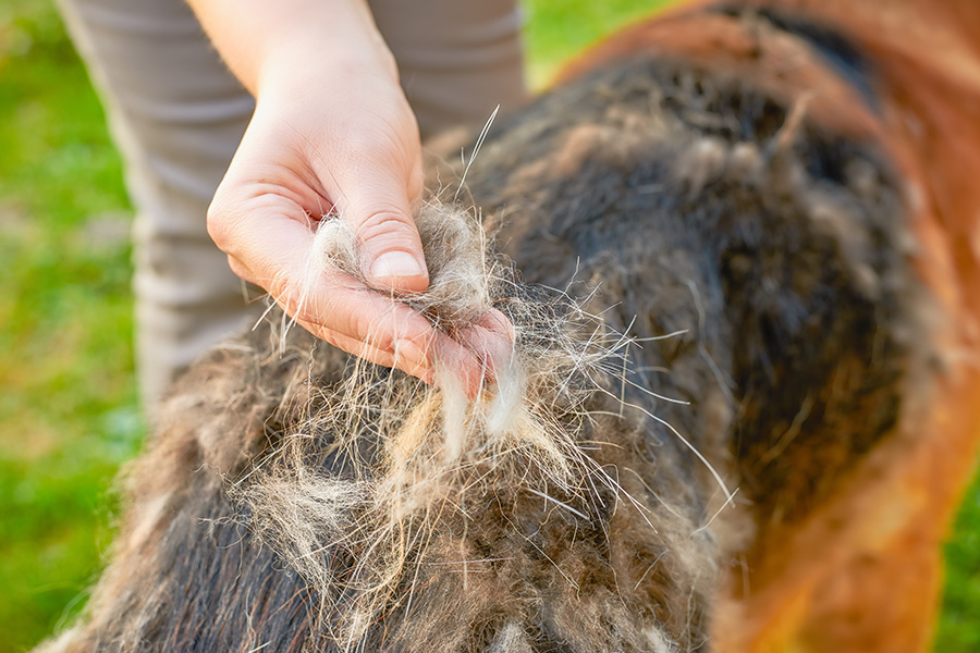 all-you-need-to-know-about-summer-shedding-in-dogs-pet-services-at