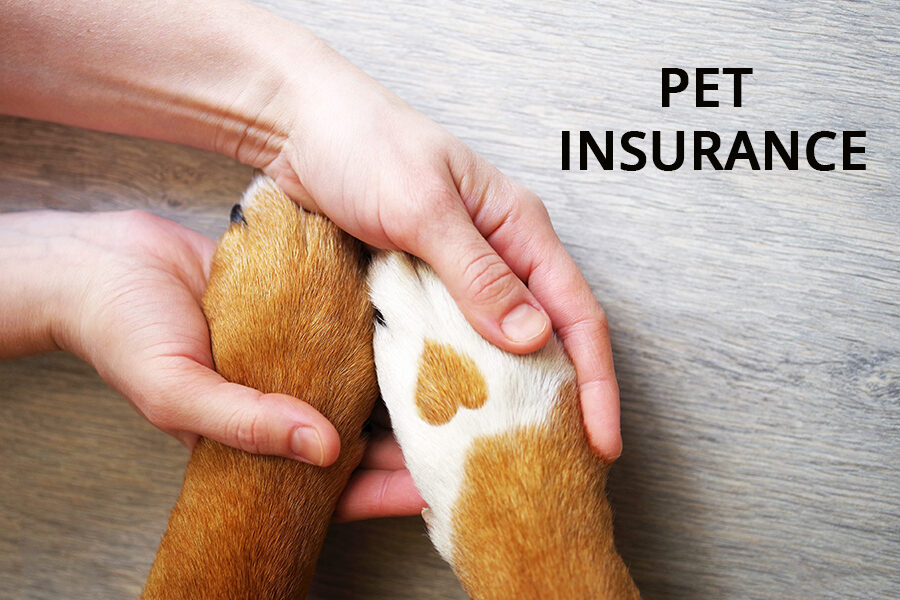 How Indian dog parents are tackling expensive medical bills with pet insurance