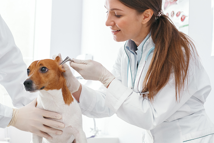 Ear Mites in Dogs Pet Services at your doorstep