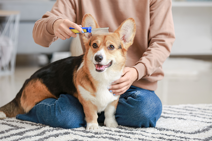 A Comprehensive Guide on Dog Grooming at Home?